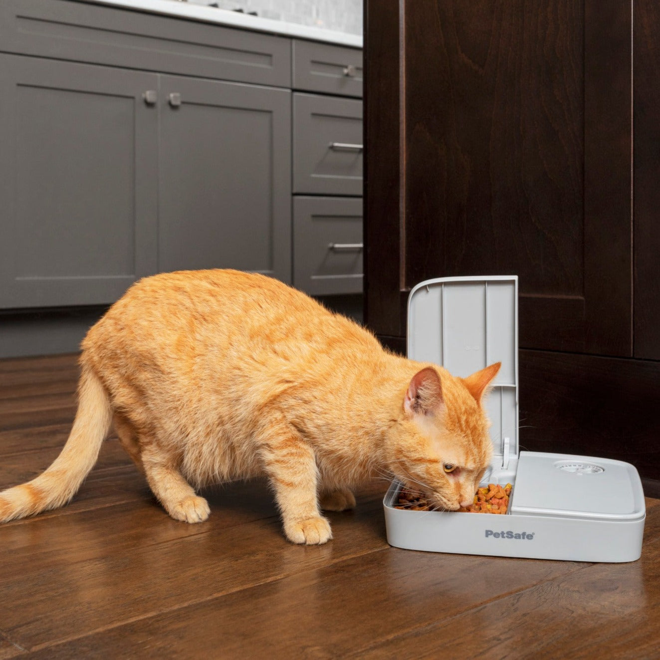PetSafe Futterautomat für 2 Mahlzeiten – Haustiersicheres Design – Für trockenes Hunde- und Katzenfutter