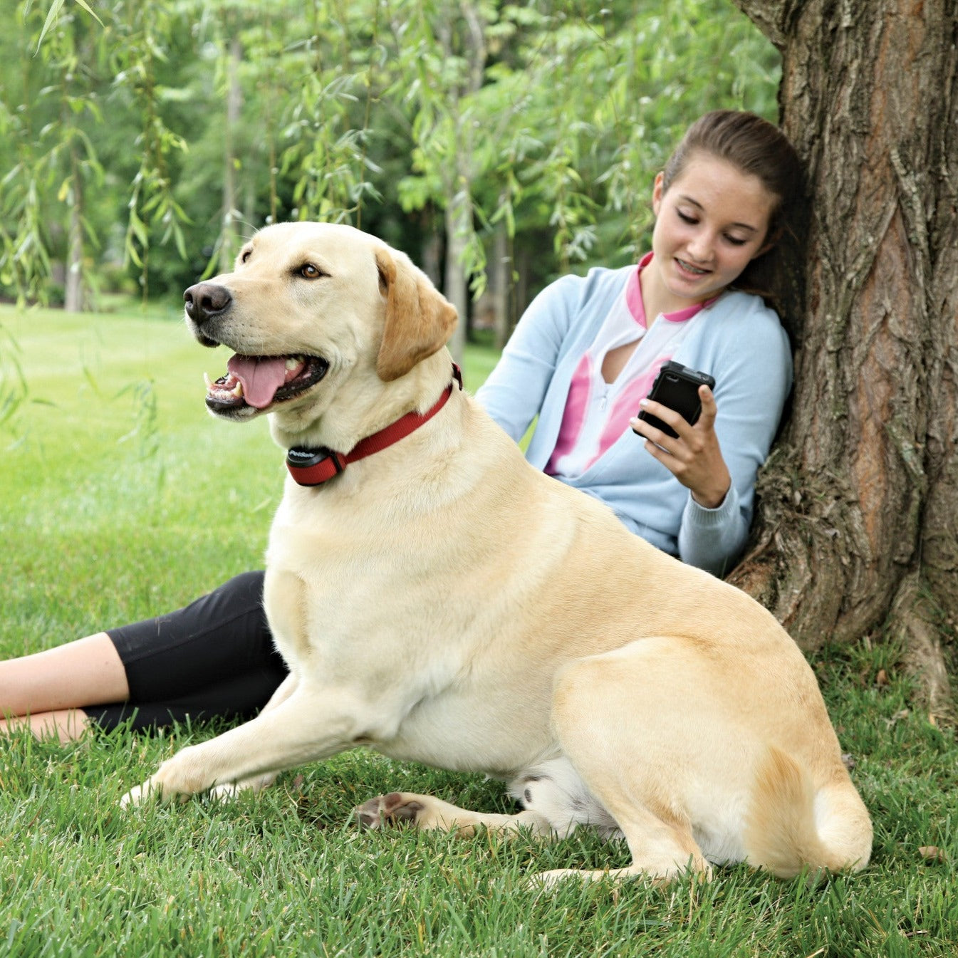 Drahtloses Rückhaltesystem STAY & PLAY® für widerspenstige Hunde